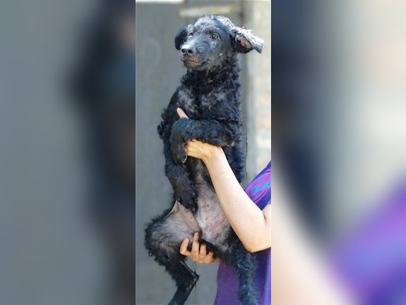 Paolo, Mischling, Welpe