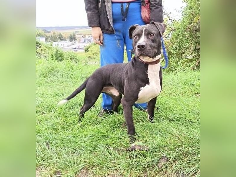 BARON wer kann ihm ein Zuhause schenken?