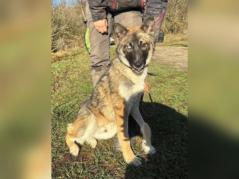 SKIPPER  hatte es nicht schön