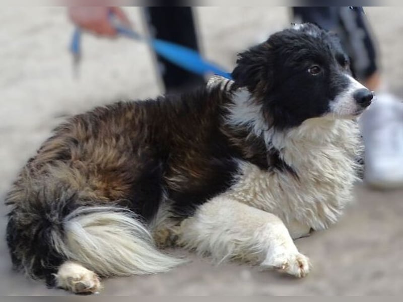 CASPER - bettelt um sein Leben