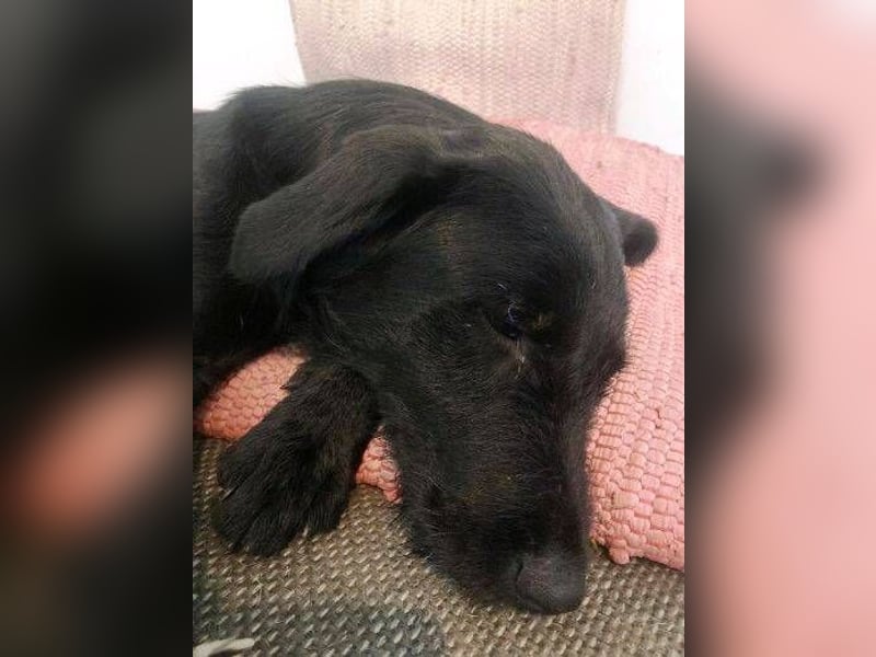 ANA 2 ist ein zauberhaftes Hundemädchen