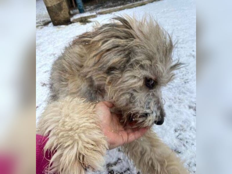 VICTOR  süßer kleiner Wuschel