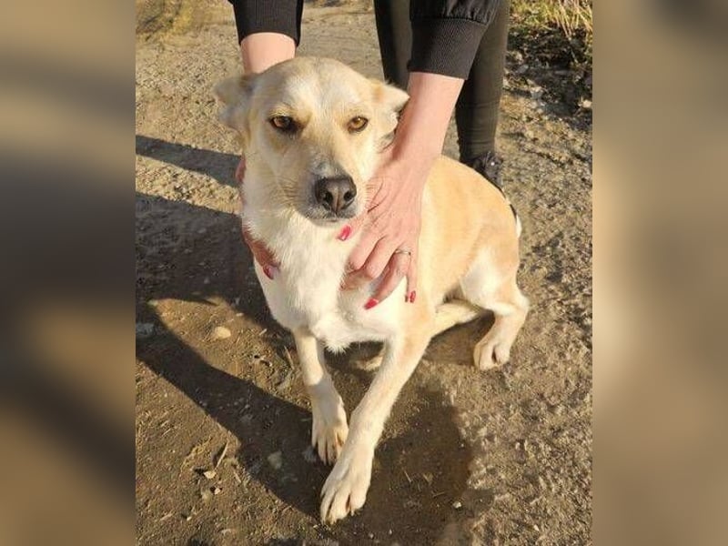 AMBRA  ist eine ganz fürsorgliche Hündin