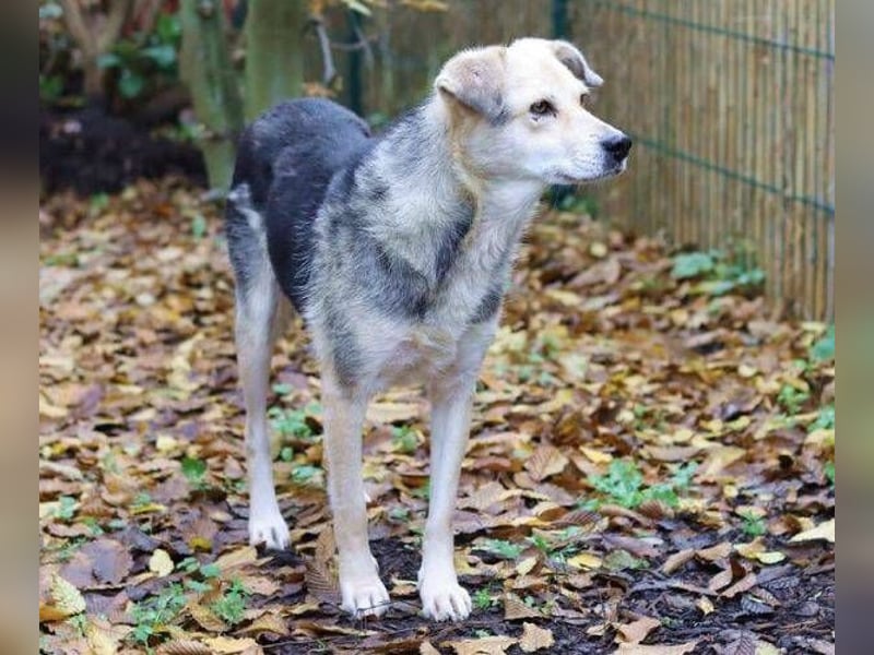 HILDE 2 ist eine ganz sanfte Hündin