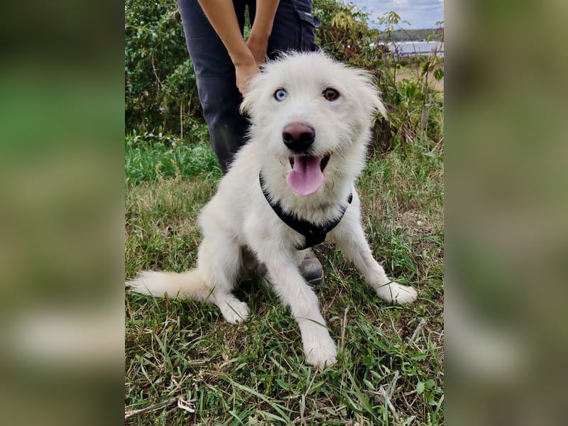 Zauberhafter Husky Terrier ähnlicher Jungrüde, 10Mon., kastriert