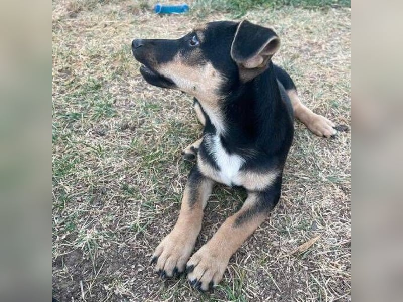 TEO der kleine Mann möchte sein ❤️ verschenken