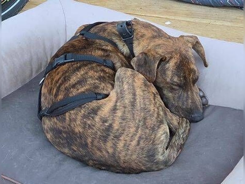 ZIPPO ist ein ganz toller Junghund