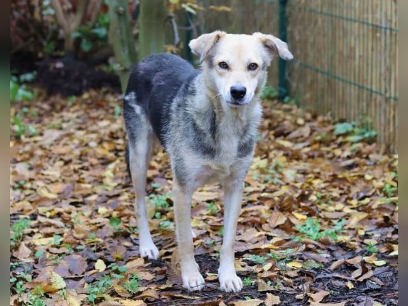 HILDE 2 - Wer schenkt ihr ein Zuhause