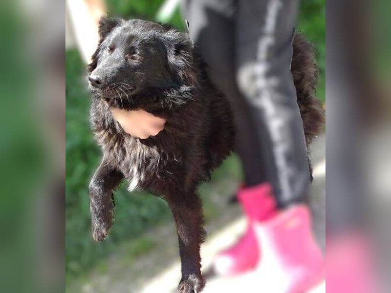 BARNEY muss um sein Leben fürchten