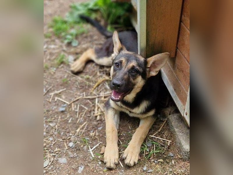 Rina 2 ist ein verspieltes Hundekind