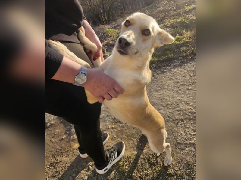 AMBRA  ist eine ganz fürsorgliche Hündin