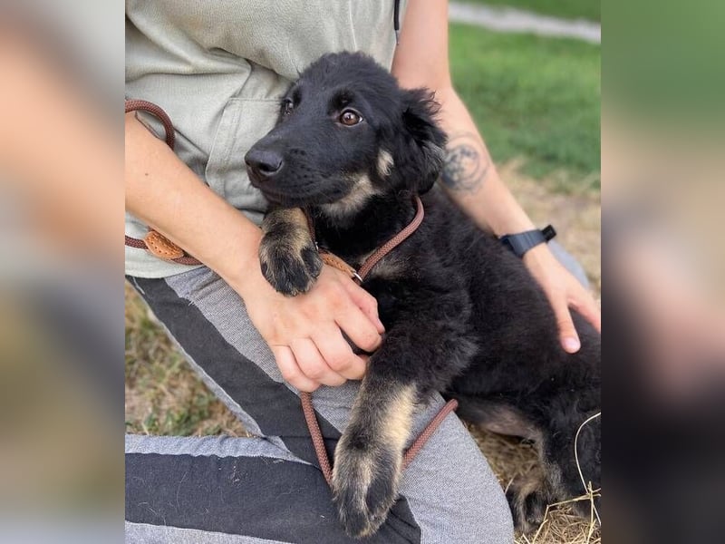 NIKKI das Hundkind wurde ausgesetzt