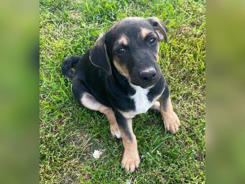 LEO 2 Wer schenkt dem Hundekind ein Zuhause?