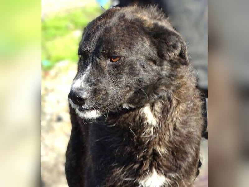 JIMMY ist liebenswert und freundlich