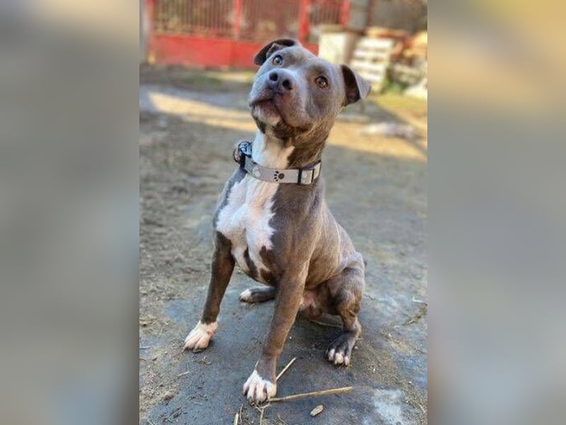 Blue, Staffordshire Mischling