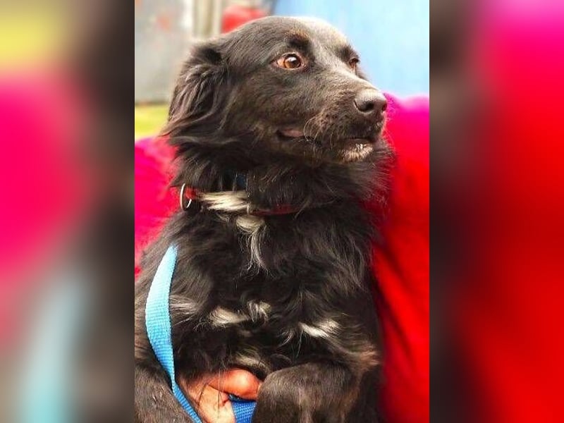 RINA   ist in Lebensgefahr