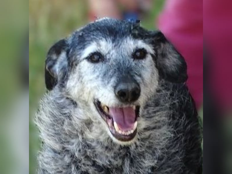 LOLA  ist ein liebe, ruhige Hundedame