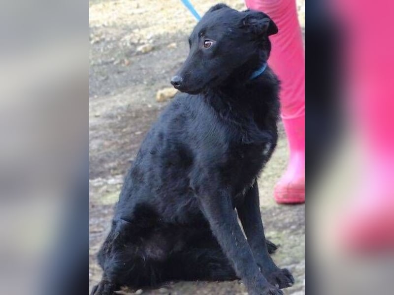 PETRA - süßes Spitzöhrchen