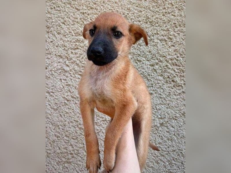 FRODO ist ein freundlicher kleiner Herzensbrecher