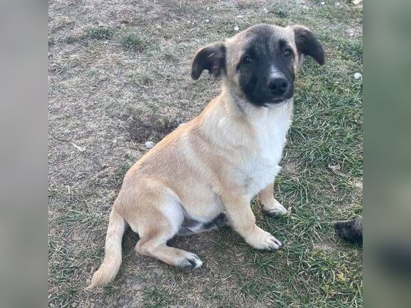 EMIR das Hundekind wurde herzlos ausgesetzt