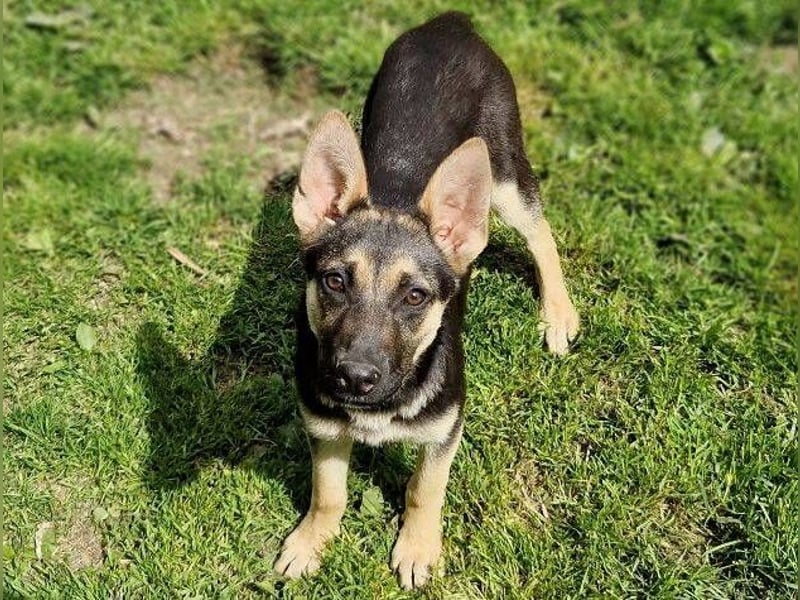 Rina 2 ist ein verspieltes Hundekind