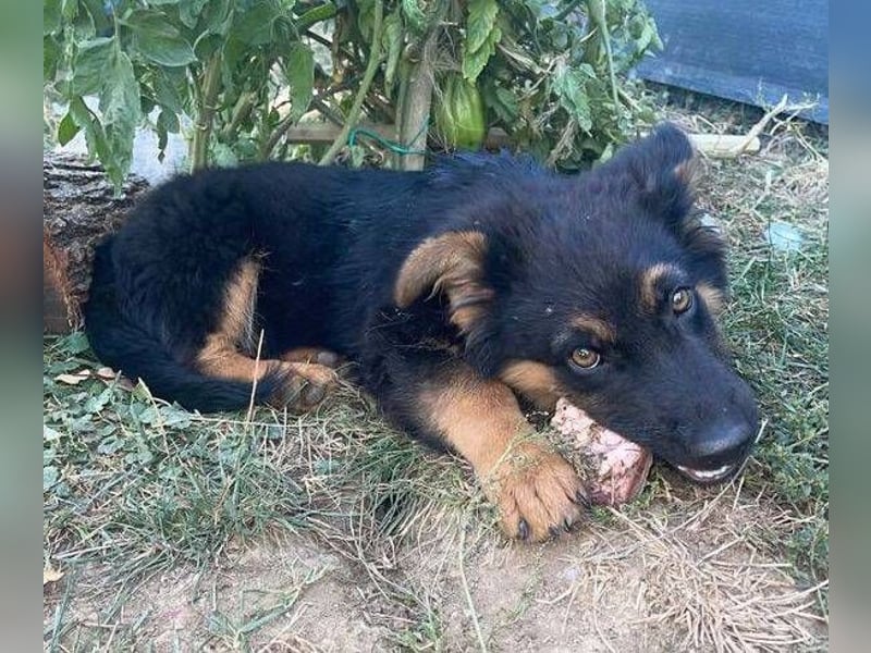 SULTAN das Hundkind wurde zurück gelassen