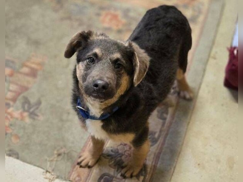 CHRISS ist ein bildhübsche Hundejunge