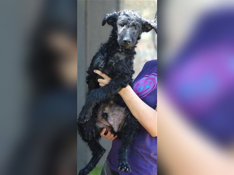 Paolo, Mischling, Welpe