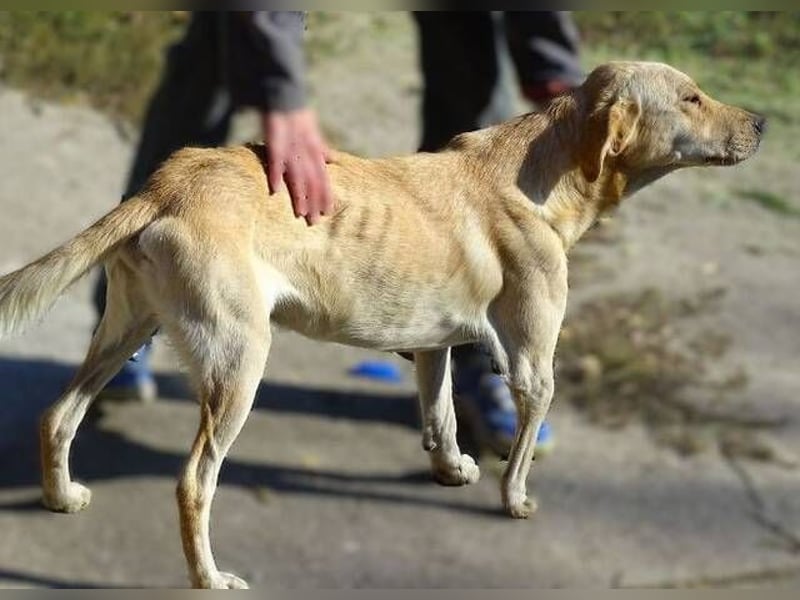 BAK schwebt in großer Gefahr