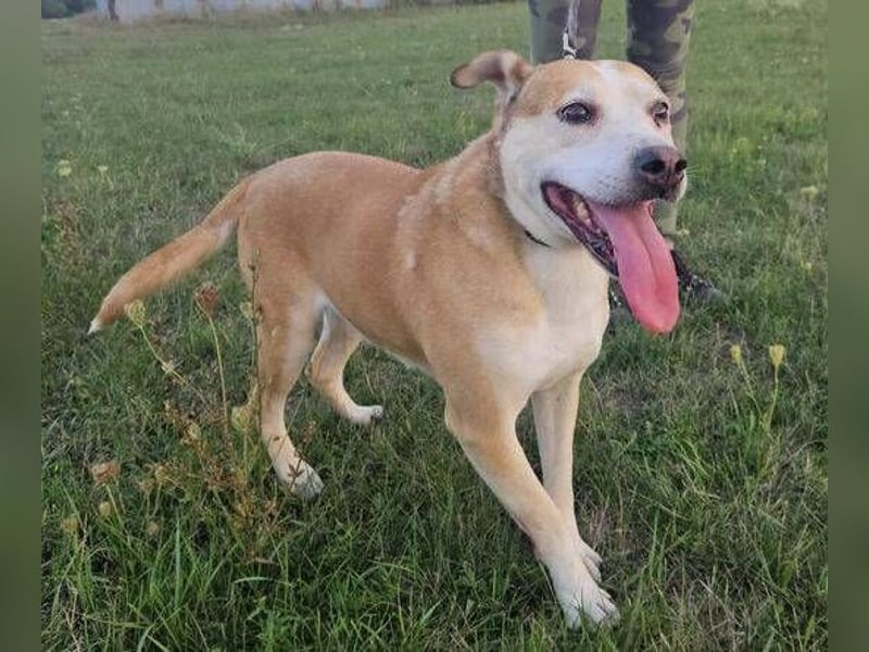 JACK ist eine Seele von Hund