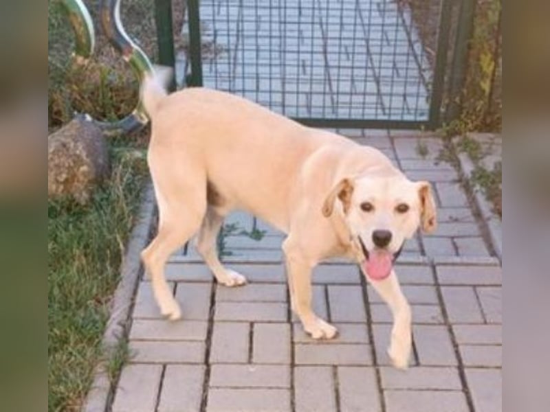 REXI ist ein Goldschatz REXI ist ein Goldschatz