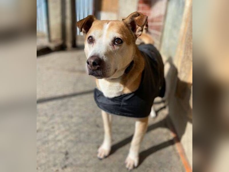 JACK ist eine Seele von Hund