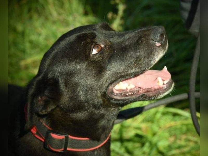 EBONY soll jetzt ein schönes Leben haben