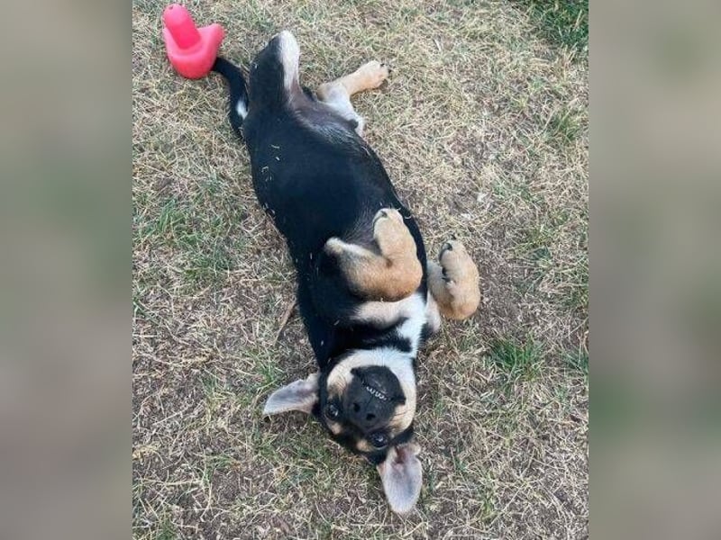 TEO der kleine Mann möchte sein ❤️ verschenken