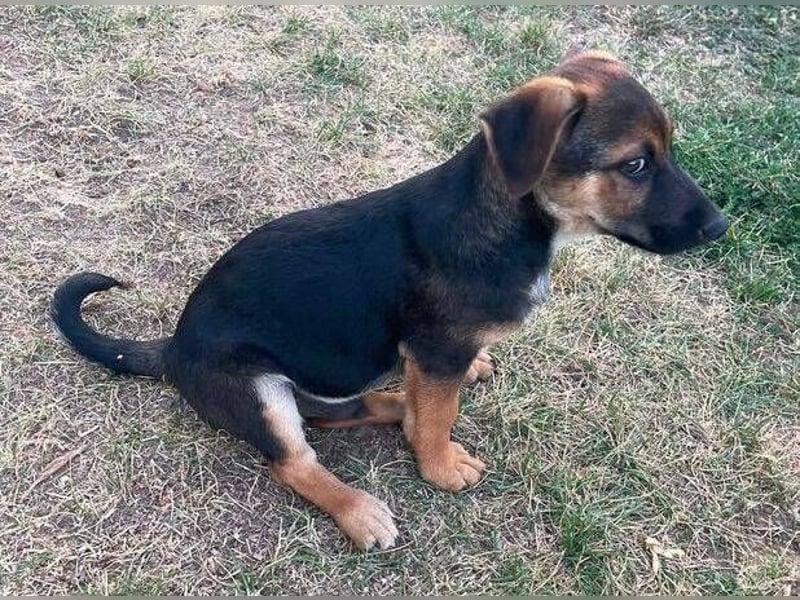 ROKO der kleine Mann möchte sein ❤️ verschenken