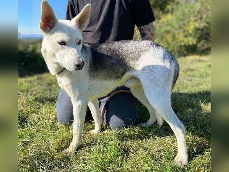 SVEN ist ein fröhlicher Jungspund