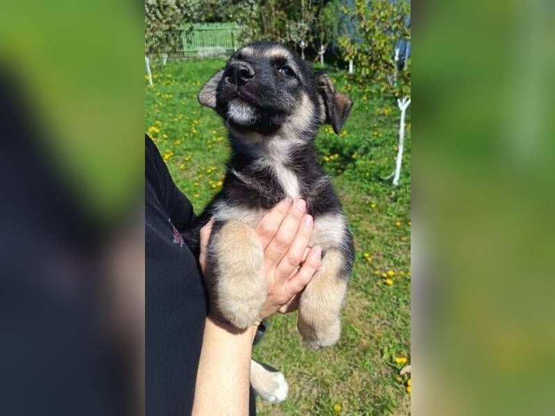 LUCAS kleiner Hundejunge auf der Suche nach dem großen Glück