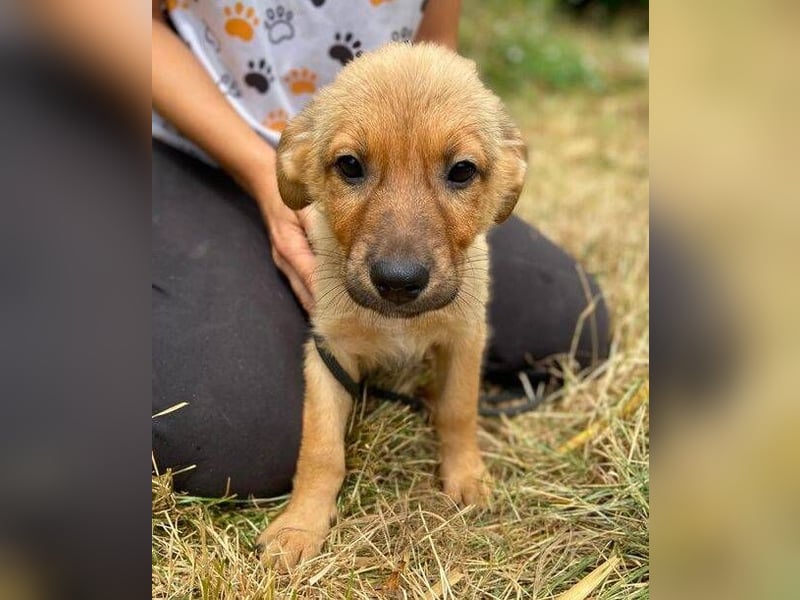 KYRA -das Hundebaby wurde "weggeworfen "