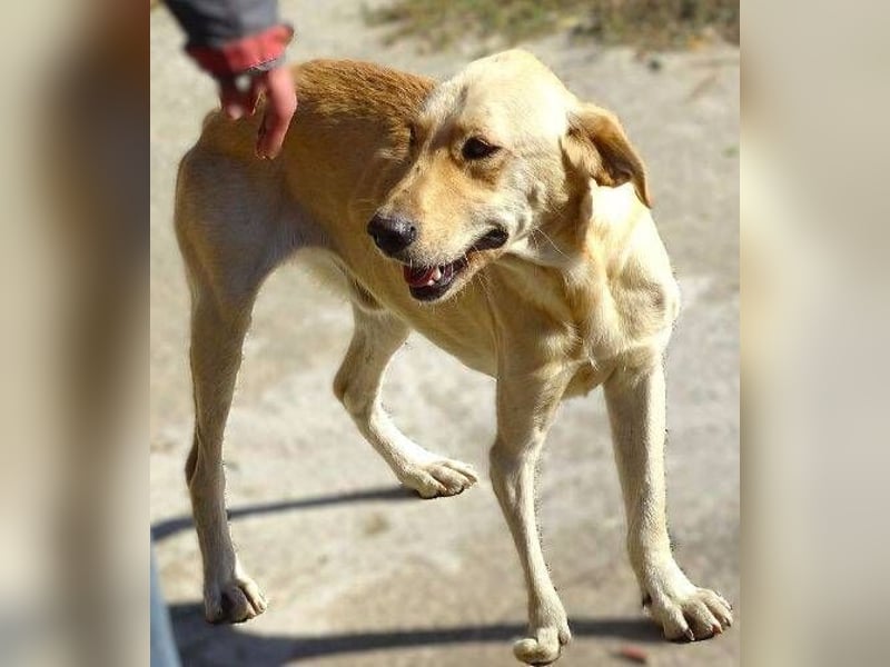 BAK schwebt in großer Gefahr