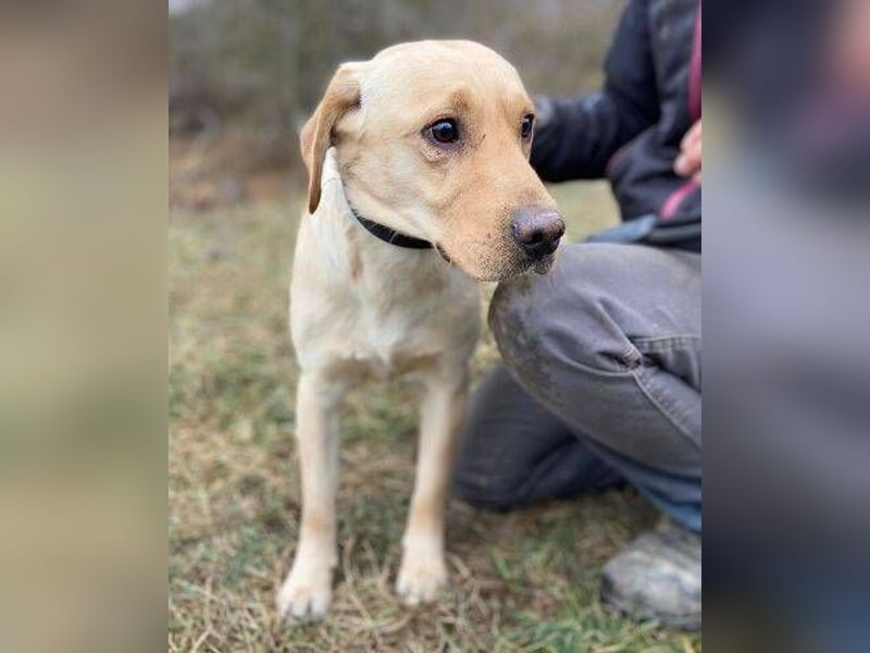 MONTY süßer Hundejunge