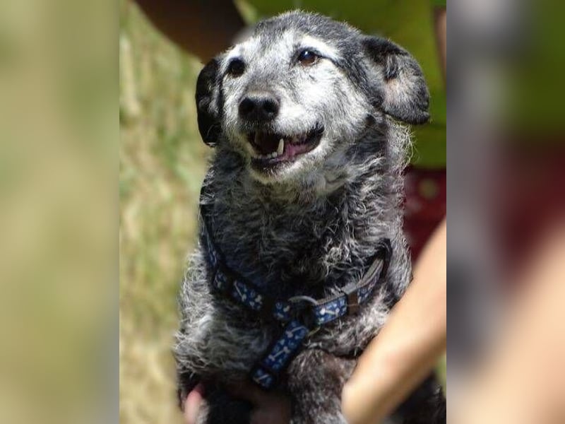 LOLA  ist ein liebe, ruhige Hundedame