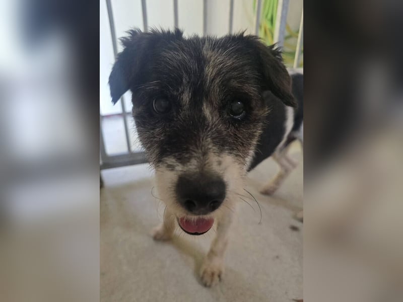 RICKY 2 sucht Ruhesitz