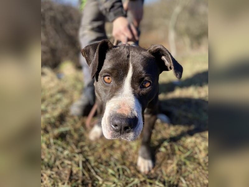 TORI hat einen Herzenswunsch  -ein Zuhause