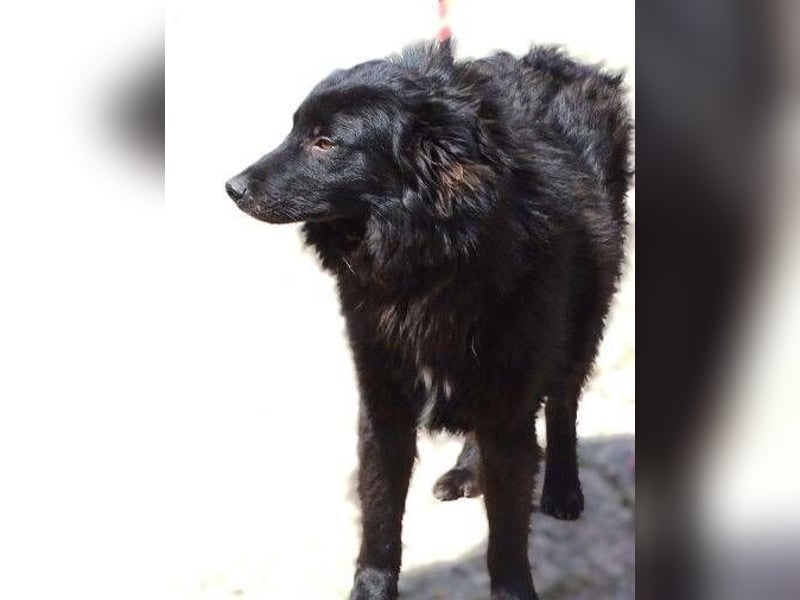 BARNEY muss um sein Leben fürchten