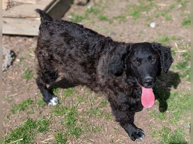 MISHA ist ein drolliger, verspielter Hundejunge
