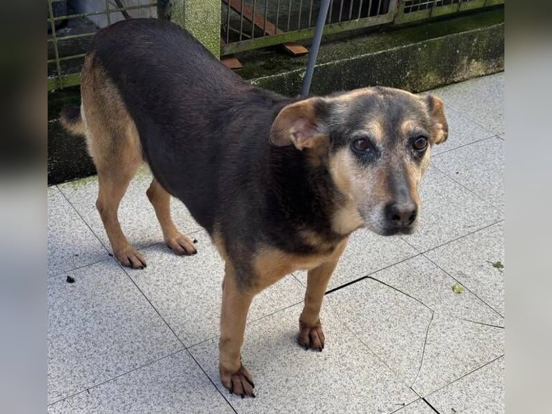 DALIA soll dort nicht sterben