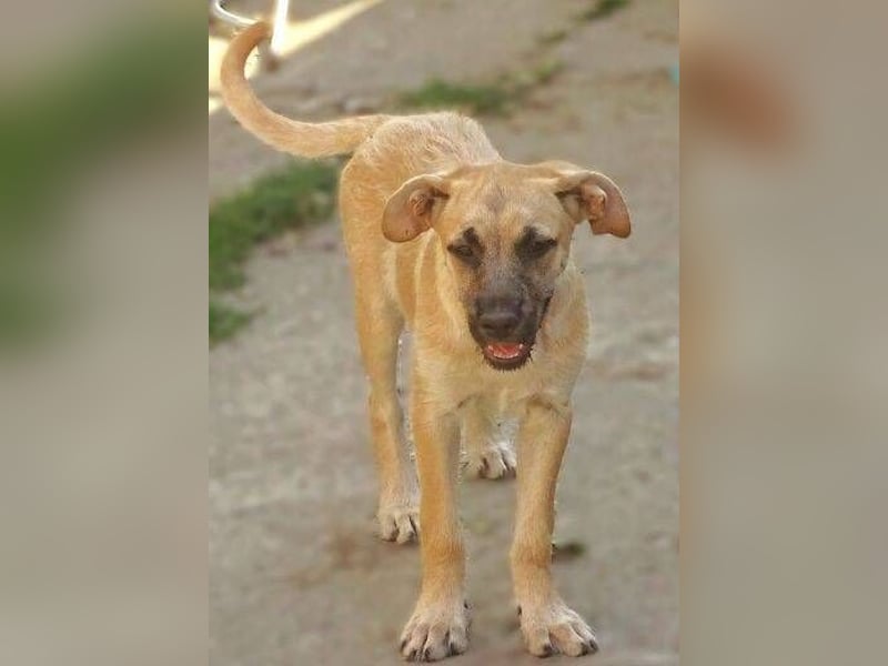 BEA ist in großer Gefahr