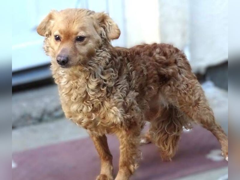 MEDDY , trotz Schönheit in Lebensgefahr