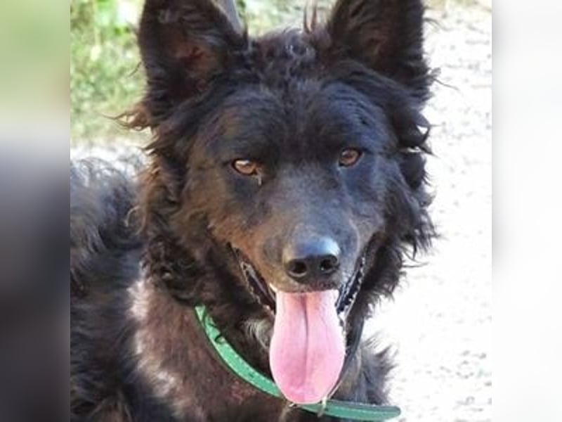 RUNDI hofft sehr auf ein Zuhause
