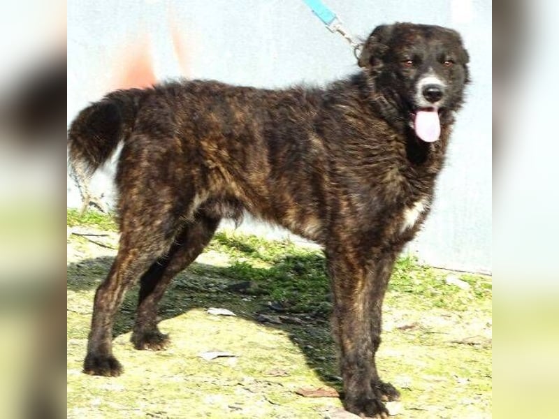 JIMMY ist liebenswert und freundlich